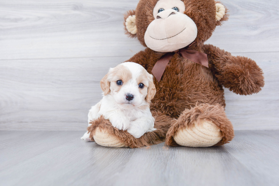 Hypoallergenic Cavalier Designer Puppy