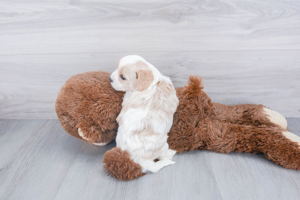 Cavachon Puppy for Adoption