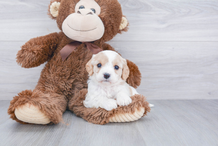 Fluffy Cavachon Designer Pup