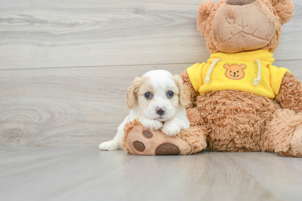 Cavachon Puppy for Adoption