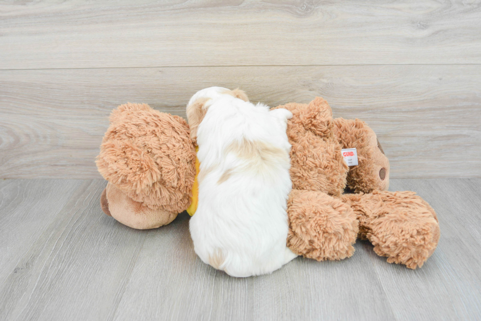 Cavachon Pup Being Cute