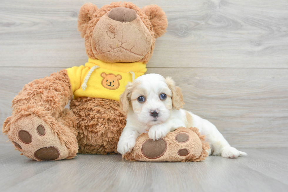 Cavachon Puppy for Adoption