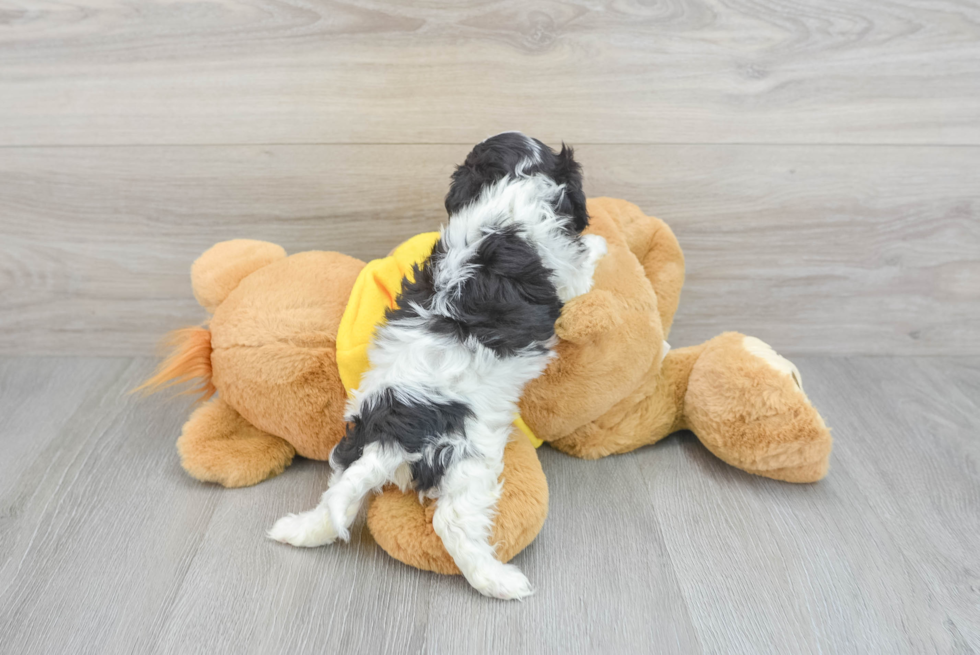 Best Cavachon Baby