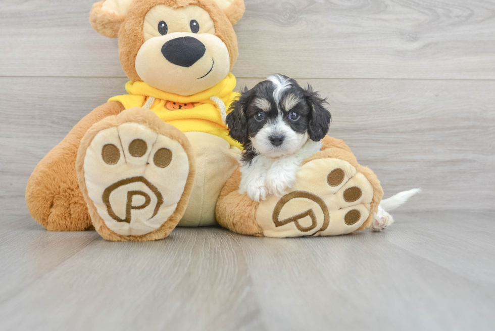Cavachon Pup Being Cute
