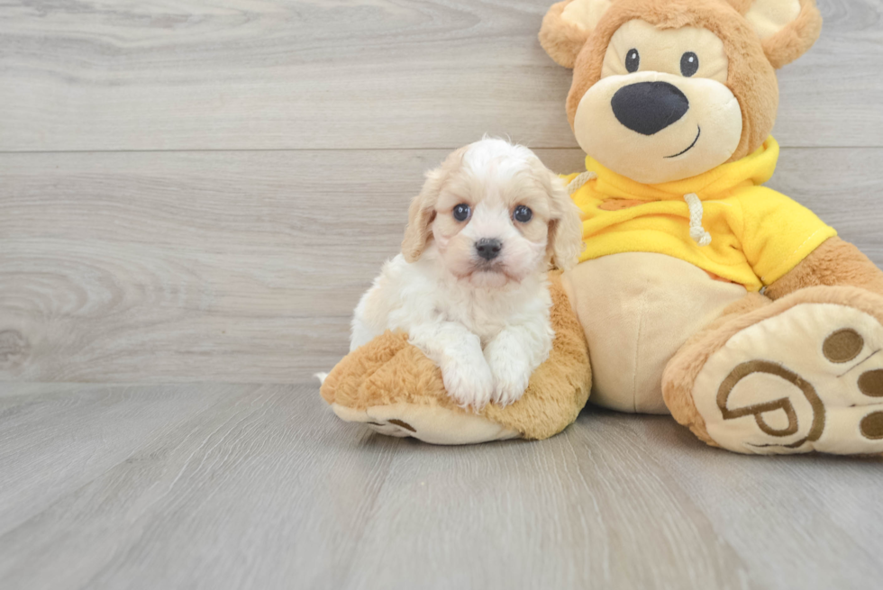 Playful Cavalier Designer Puppy