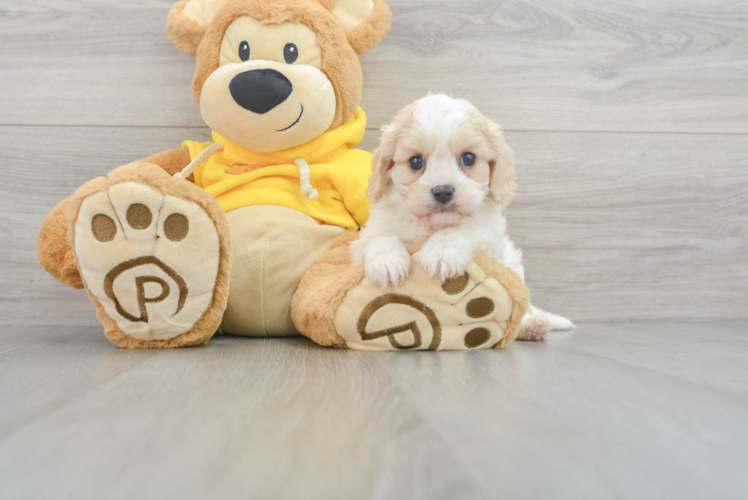 Fluffy Cavachon Designer Pup