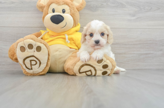 Fluffy Cavachon Designer Pup