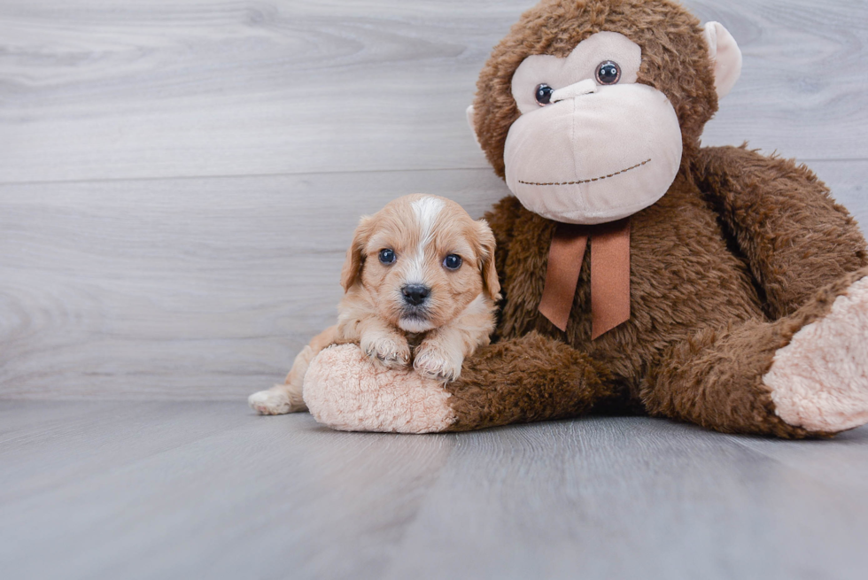 Fluffy Cavachon Designer Pup