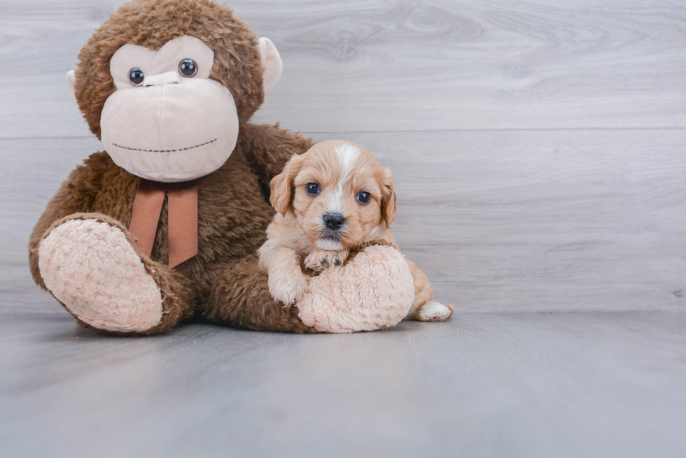 Cavachon Pup Being Cute