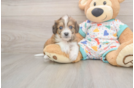 Cavachon Pup Being Cute