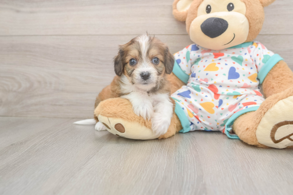 Cavachon Pup Being Cute