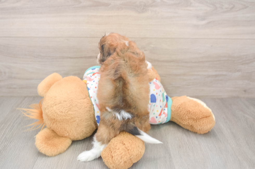 Sweet Cavachon Baby