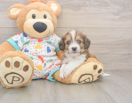 5 week old Cavachon Puppy For Sale - Premier Pups