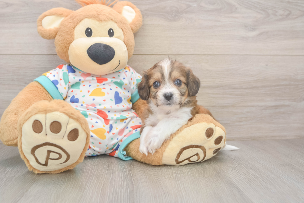 Cavachon Pup Being Cute