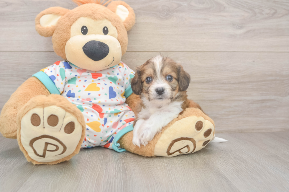 5 week old Cavachon Puppy For Sale - Premier Pups