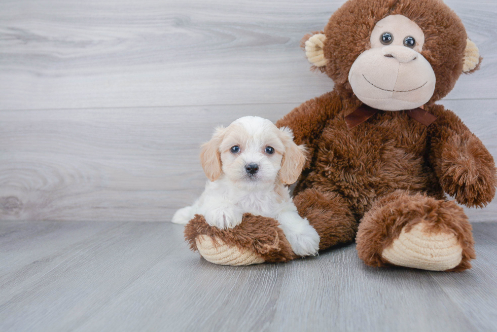 Cavachon Pup Being Cute