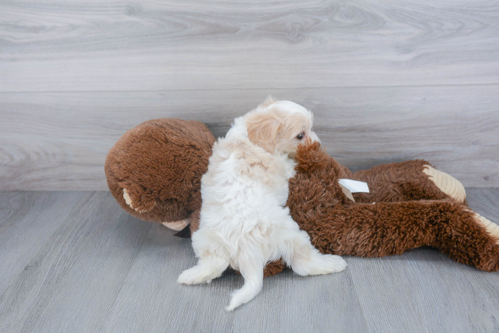 Fluffy Cavachon Designer Pup