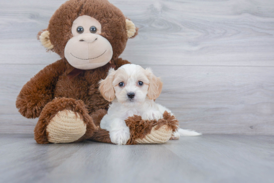 Cavachon Puppy for Adoption