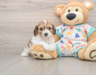 5 week old Cavachon Puppy For Sale - Premier Pups