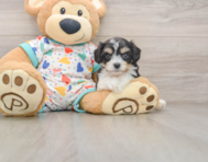 5 week old Cavachon Puppy For Sale - Premier Pups
