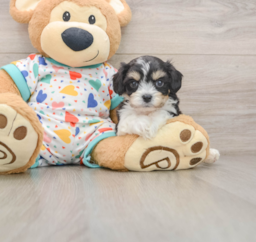 6 week old Cavachon Puppy For Sale - Premier Pups