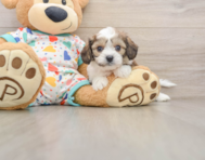 6 week old Cavachon Puppy For Sale - Premier Pups