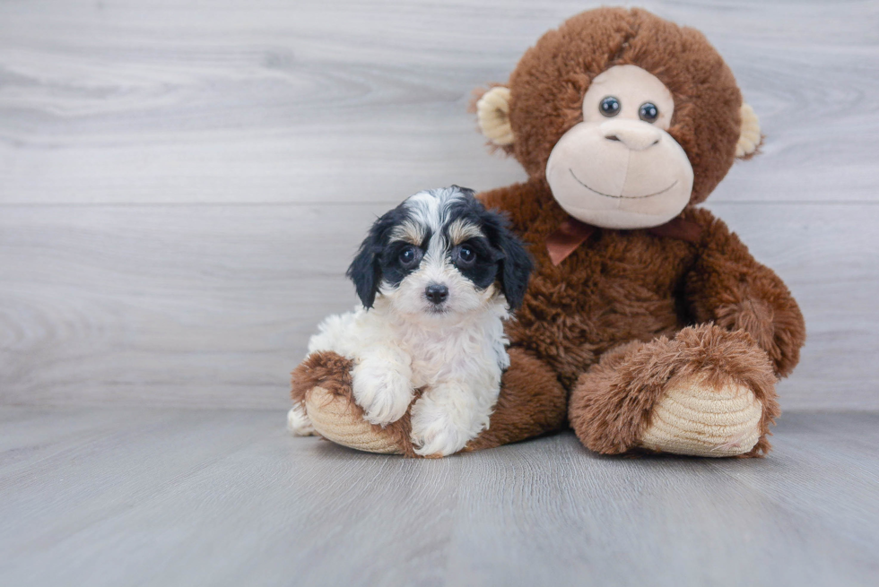 Cavachon Pup Being Cute