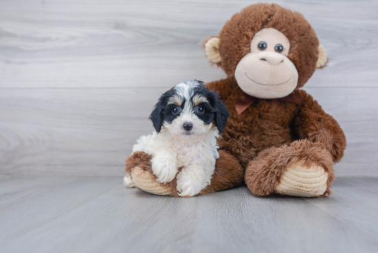 Cavachon Pup Being Cute