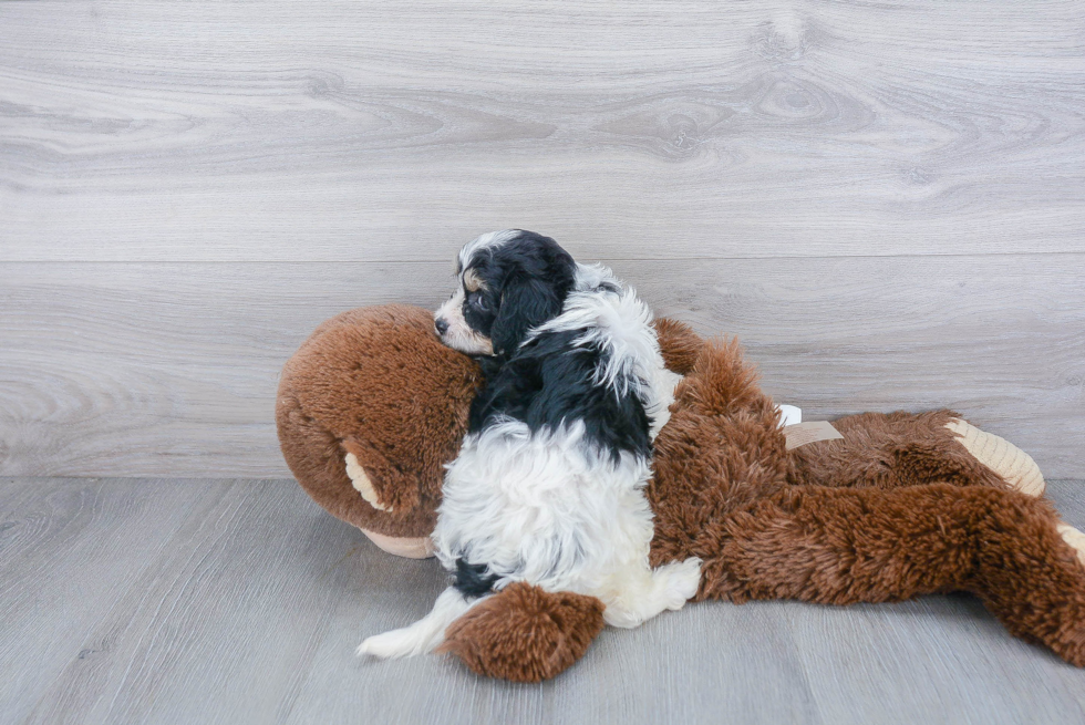 Cavachon Puppy for Adoption