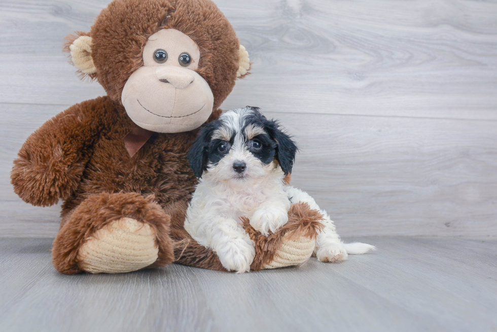 Funny Cavachon Designer Pup