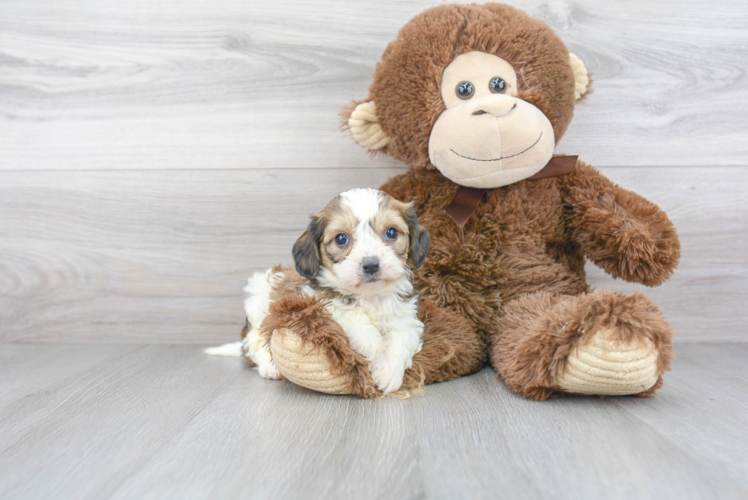 Playful Cavalier Designer Puppy