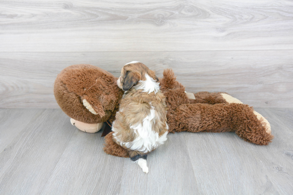 Popular Cavachon Designer Pup