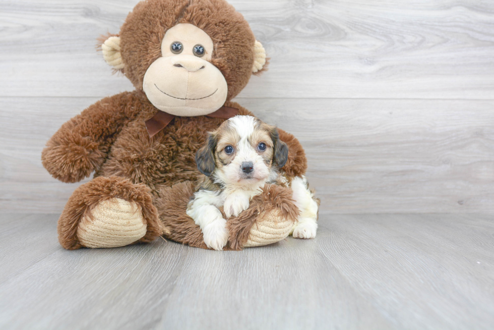 Smart Cavachon Designer Pup