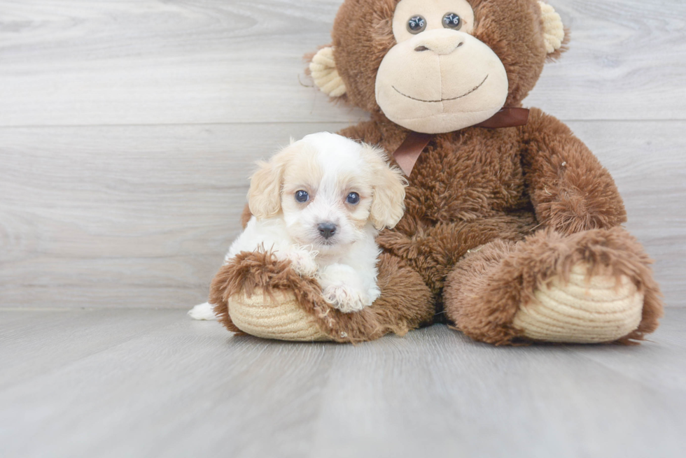 Best Cavachon Baby