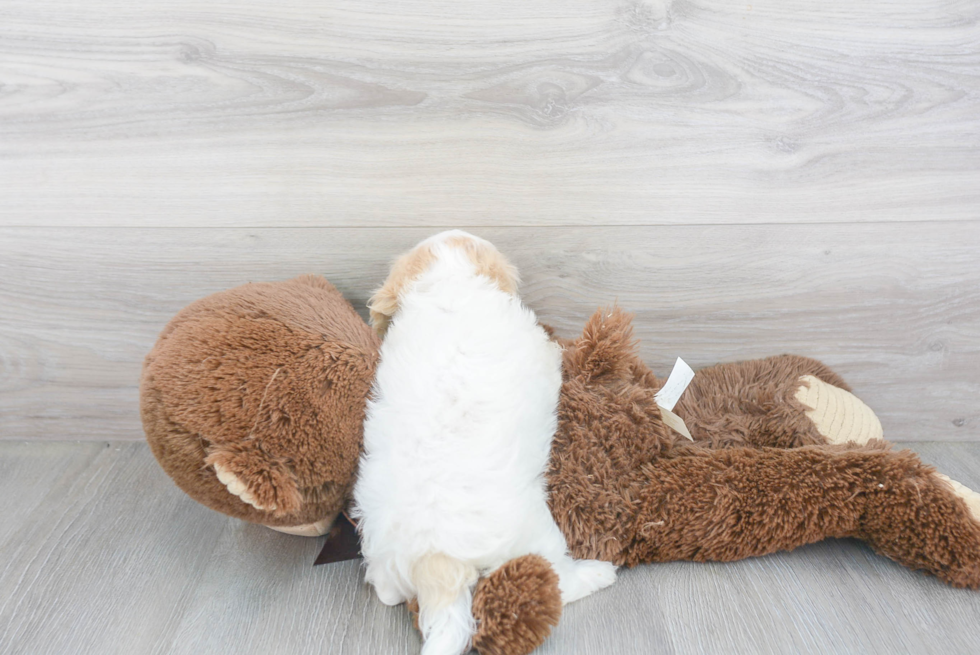 Cavachon Pup Being Cute