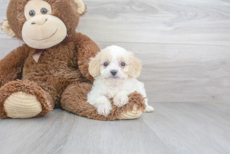 Cavachon Puppy for Adoption