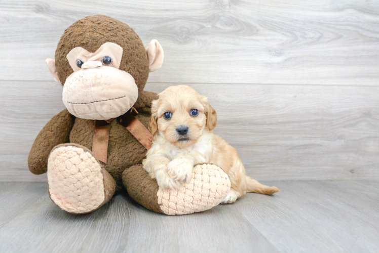 Popular Cavachon Designer Pup