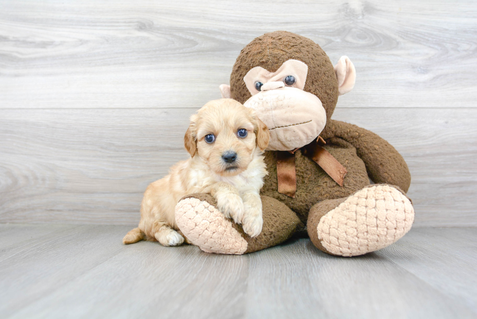 Cavachon Pup Being Cute