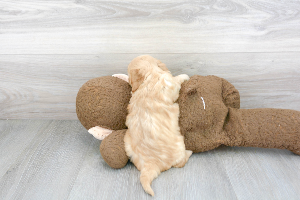 Sweet Cavachon Baby