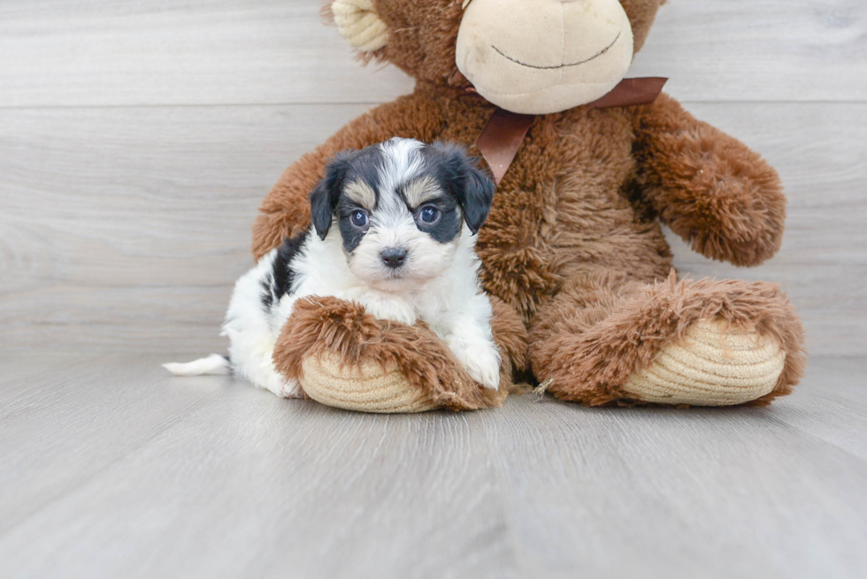 Happy Cavachon Baby