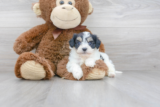 Cavachon Pup Being Cute