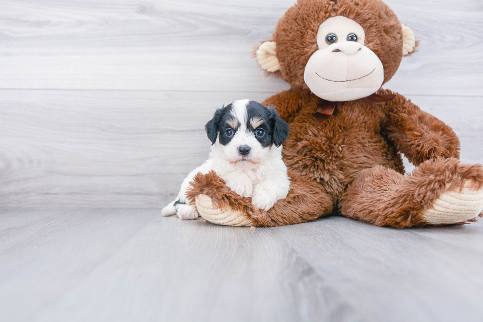 Fluffy Cavachon Designer Pup