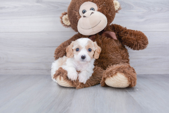 Cavachon Pup Being Cute