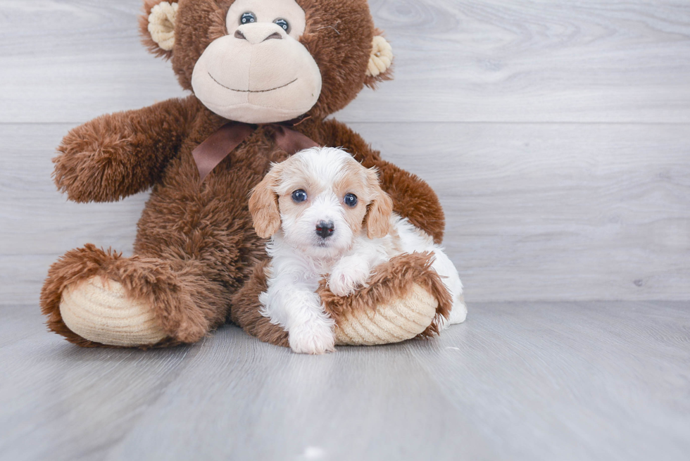 Energetic Cavalier Designer Puppy