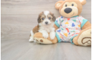 Cavachon Pup Being Cute
