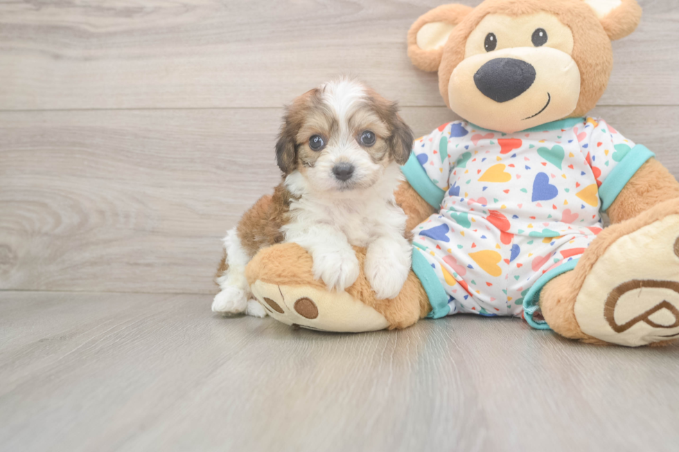 Cavachon Pup Being Cute