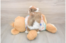 Cavachon Pup Being Cute