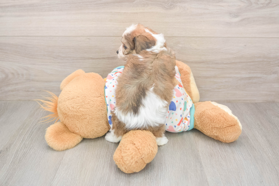 Cavachon Pup Being Cute