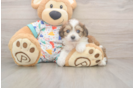 Cavachon Pup Being Cute