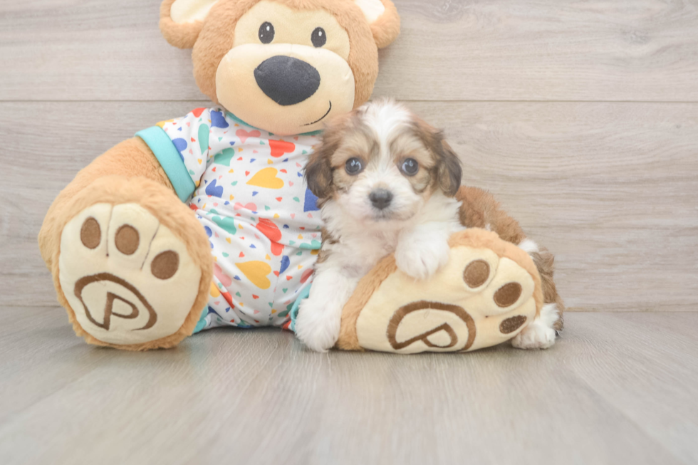 Cavachon Pup Being Cute